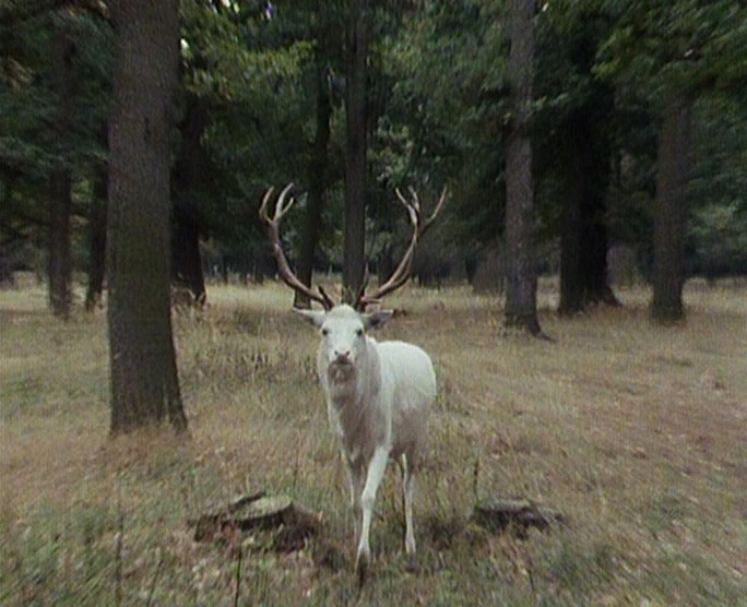 Území bílých králů (1991) [TV seriál]