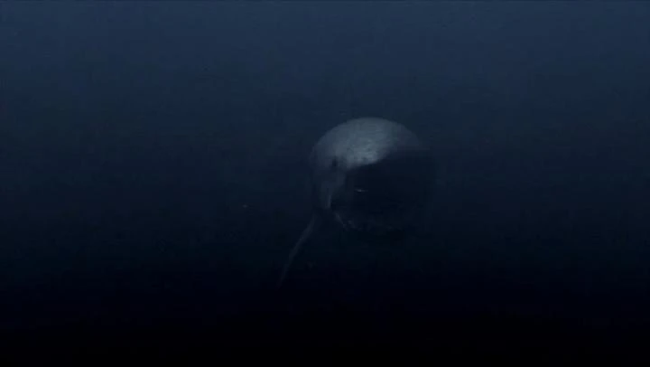 Megažralok vs. obří chobotnice (2009) [Video]