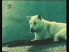 Goro, bílý pes (1979) [TV seriál]
