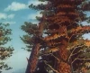 Stalo se v lese (1954)