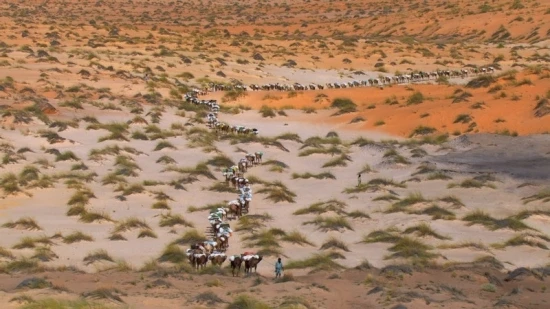 Home 07 © "HOME" – an ELZEVIR FILMS – EUROPACORP coproduction Karavana dromedárů blízko Tichit, Mauritánie (17°29'N - 9°06'W).