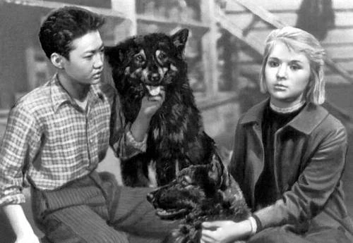 Divoký pes Dingo (1962)