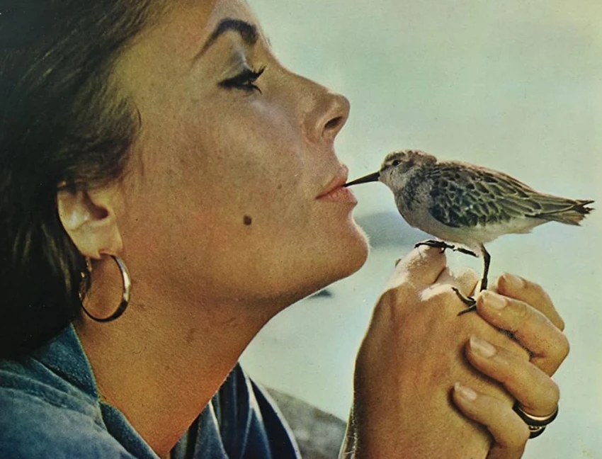 Písečný ptáček (1965)