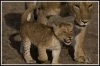 Africké kočky: Království odvahy (2011)