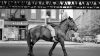 Hledání Vivian Maier (2013) [2k digital]