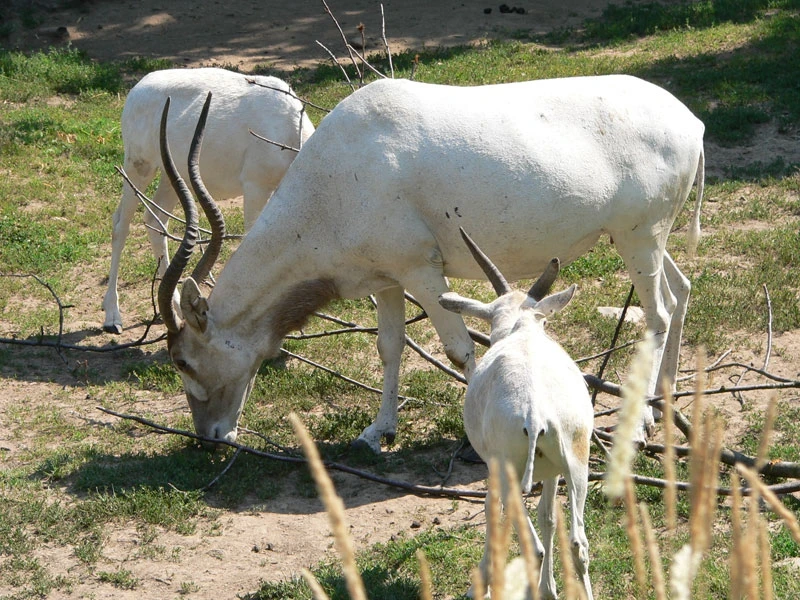 Severoafrické antilopy