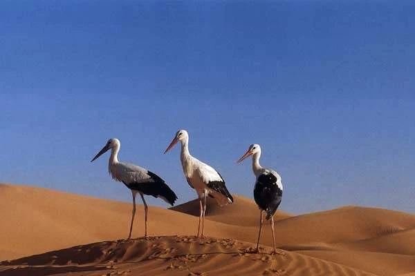 Ptačí svět (2001)
