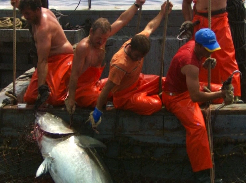 Mizející ryby (2009)