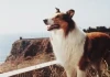 Lassie - Hlas naděje (1972) [TV film]