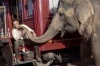 Voda pro slony (2011)