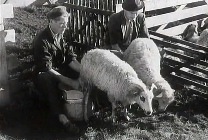 Není stále zamračeno (1950)