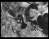 Věrný Džulbars (1935)