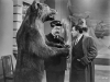 L'ours (1960)