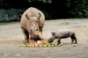 Poslední šance pro severní bílé nosorožce (2009) [TV film]