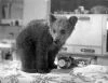 Malí medvědáři (1957)