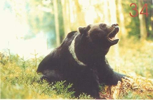 Karu Süda - Medvědí srdce (2001)