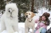 The Dog Who Saved Christmas Vacation (2010) [TV film]