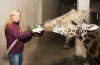 křest nově narozeného žirafího mláděte Vincka v pražské Zoologické zahradě