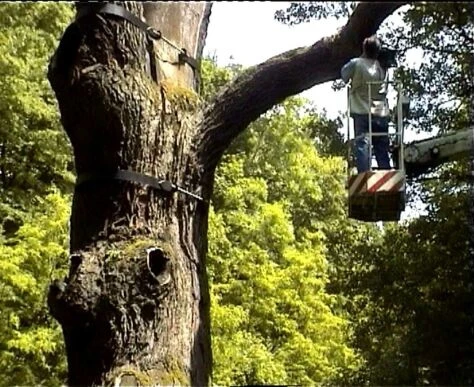 Paměť stromů (2003) [TV seriál]