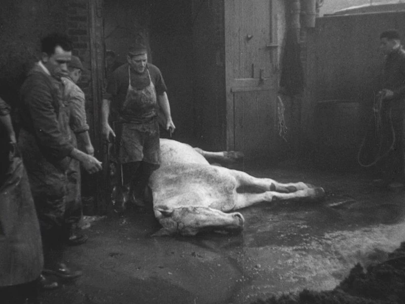 Krev zvířat (1949)