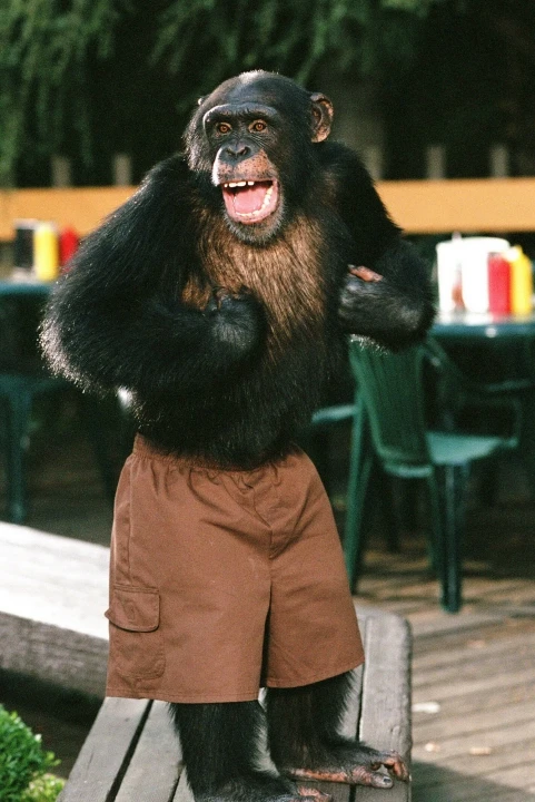Opičí agent (2003)