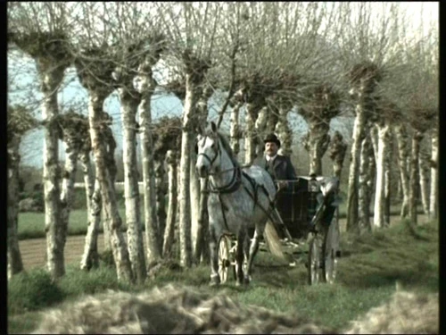 Strom na dřeváky (1978)