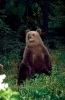 Medvíďata sama v lese (2007) [TV film]