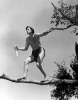 Tarzan najde syna (1939)
