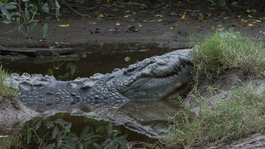Dotek Modrého krokodýla (2012) [DCP]