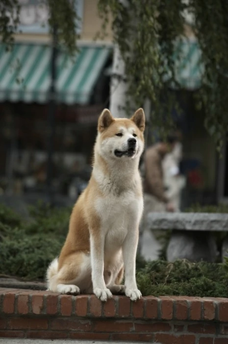 Hačikó - příběh psa (2009)