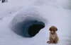 Sněžní přátelé (2008) [Video]