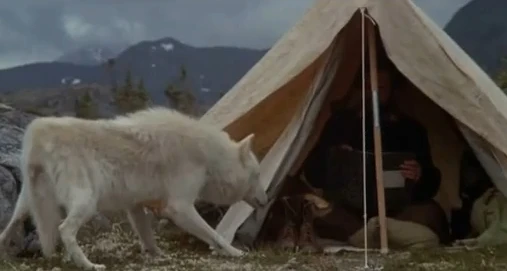 Pláč pro vlka (1983)