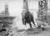 Zabití slona elektrickým proudem (1903)