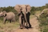 Africká savana (2011) [Video]