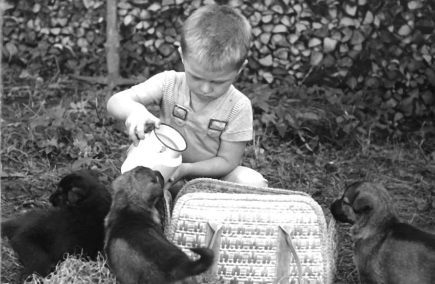 Táto, sežeň štěně! (1964)