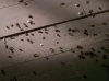 Mravenčí invaze (2007) [TV film]