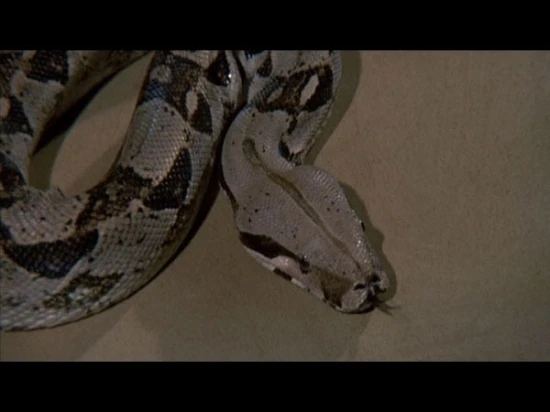 Hadí muž (1973)