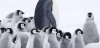 Putování tučňáků: Volání oceánu (2017)