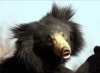 Medvěd z Knihy džunglí (2012) [TV epizoda]