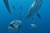 Monstra oceánů 3D: Pravěké dobrodružství (2007)
