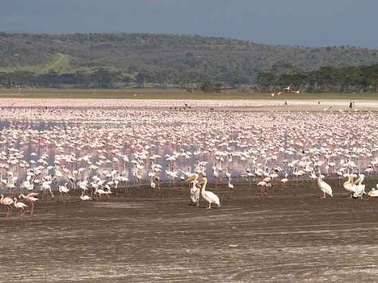 Vylet do Národního Parku Nakuru