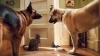 Jako kočky a psi: Pomsta prohnané Kitty (2010)