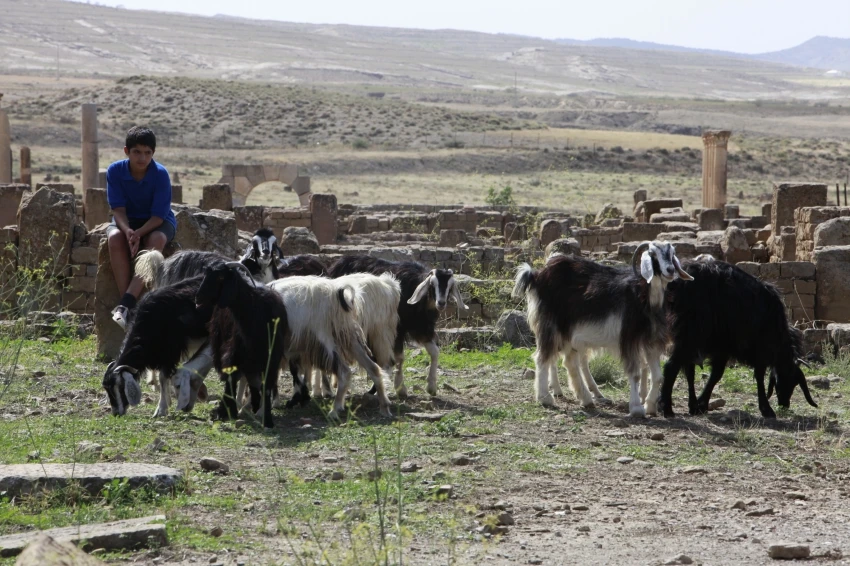 Timgad (2016)