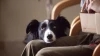 Pes jménem Duke (2012) [TV film]