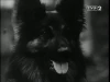 Příhody psa Civila (1970) [TV seriál]