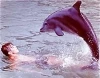 Můj přítel delfín (1964) [TV seriál]