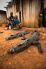 Za tajemným krokodýlem do Konga (2018)