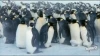Holky jdeme na to aneb putování tučňáků (2007)