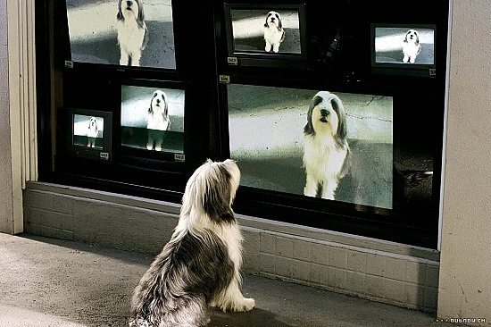 Chundelatý pes (2006)