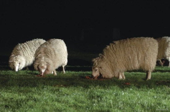 Černé ovce (2006)